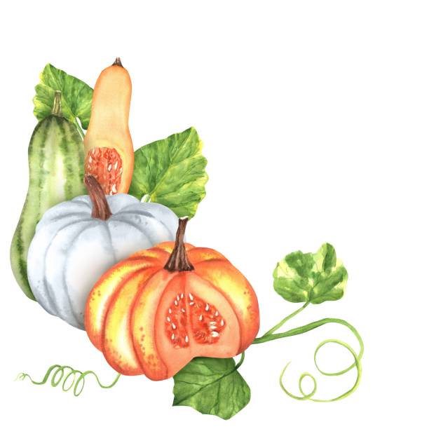 Decorative corner with white and orange pumpkins, squash, green leaves. Hand-drawn watercolor illustration. Decorative corner composition with white and orange pumpkins, green squash, butternut squash, green leaves. Fall clipart. Harvest festival. Hand-drawn watercolor illustration. pumpkin patch watercolor stock illustrations