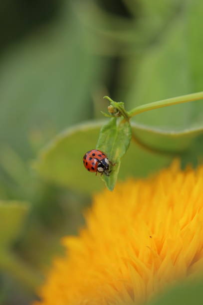 istock Macro shot of a ladybug on a sunflower 2168354702