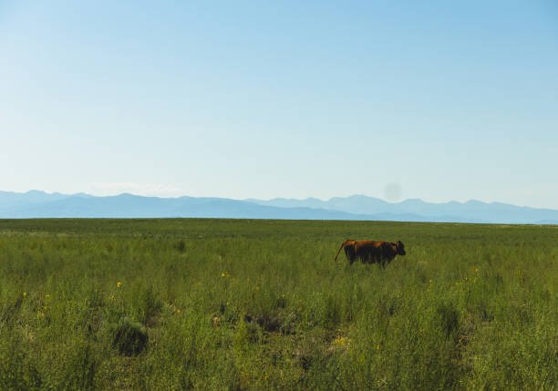 Cow grazing a pasture with mountains in the backdrop