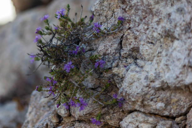 a wildflower plant in the morning on a rock formation