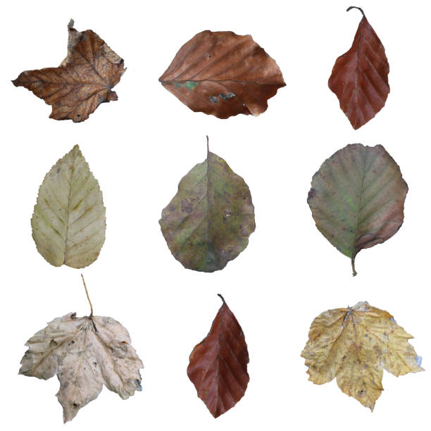 istock Set of autumn leaves isolated on white screen 2168355635