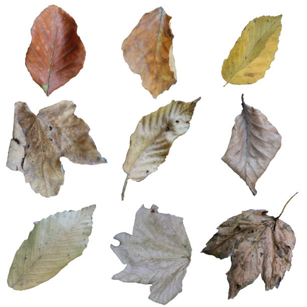 istock Set of autumn leaves isolated on white screen 2168355638