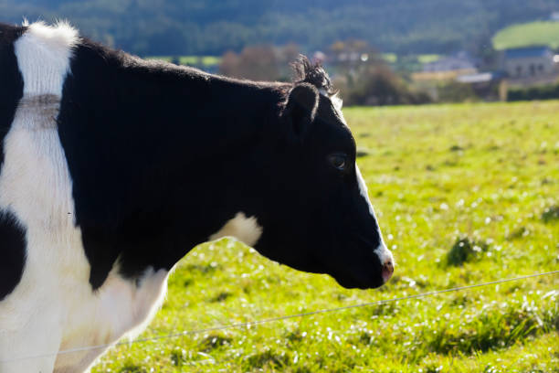istock Beautiful Holstein cow grazing, green landscape. 2168357237
