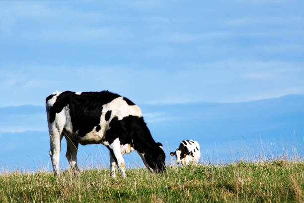 Cows on pasture in spring landscape, Slovakia