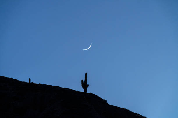 Crescent moon rising above cactus Saguaro on a desert mountain ridge, Purmamarca, Tumbaya district, Jujuy province, Puna, Argentina