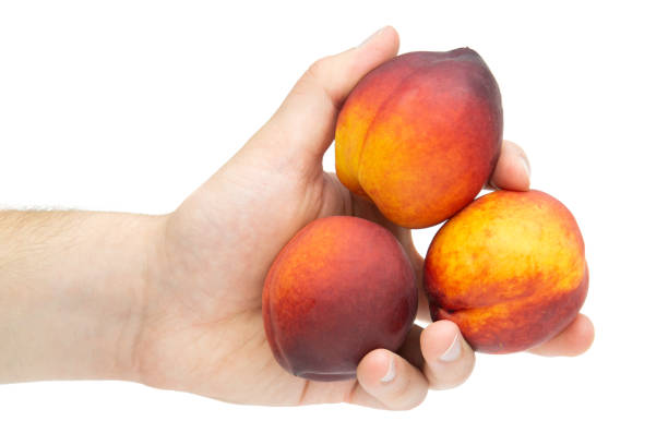 Male hand holding peaches isolated on white background