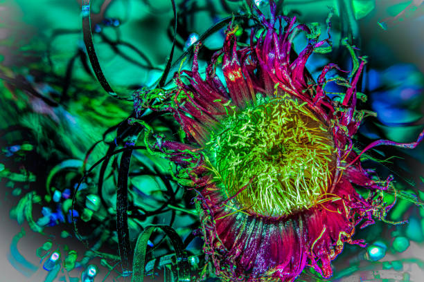 This photograph features a striking, almost otherworldly, bloom at the center of a vibrant tangle of colors and textures. The flower, with its deep magenta and bright green hues, contrasts sharply against the swirling, dark tendrils and the cool blue-green background. The intricate details of the petals and stamen draw the viewer in, while the chaotic surrounding elements add a sense of wild, untamed energy. The overall composition feels like a celebration of nature's complexity, where beauty and chaos coexist in a vivid, dynamic display. vibrant bloom, magenta flower, chaotic nature, abstract floral, intricate details, wild energy, vivid colors, nature's complexity, otherworldly beauty, botanical photography.