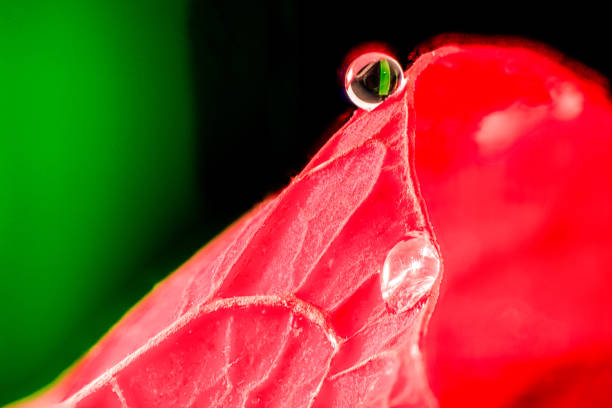 This close-up macro photograph captures the intricate details of a red leaf, adorned with glistening water droplets. The vibrant red of the leaf contrasts sharply with the soft green background, highlighting the natural beauty of the scene. The droplets, perfectly formed and reflecting the surrounding colors, add a sense of freshness and vitality, as if the leaf is alive with energy. The image invites viewers to appreciate the delicate interplay of light, color, and texture in nature, encapsulating the essence of life in a single, fleeting moment.