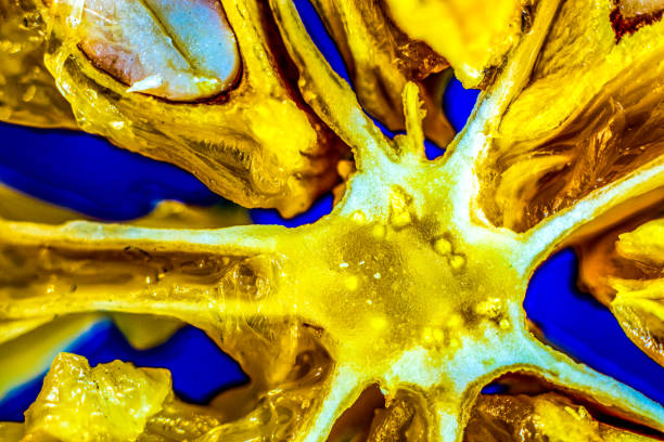 This close-up image of a dried orange slice captures the intricate details of its inner structure, revealing the fibrous patterns and vibrant golden-yellow hues against a striking blue background. The dried citrus slice, with its translucent segments and textured core, resembles a radiant sunburst, symbolizing the warmth and energy of life. The rich contrast between the orange and blue enhances the visual impact, drawing attention to the beauty found in the natural decay of everyday objects.