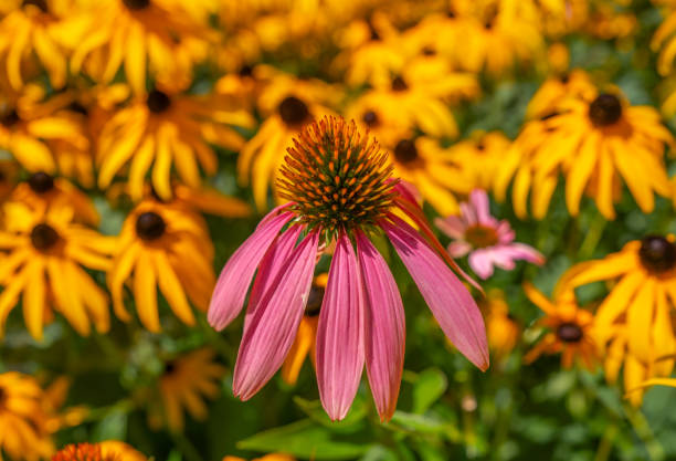 Summer/Autumn Flowers