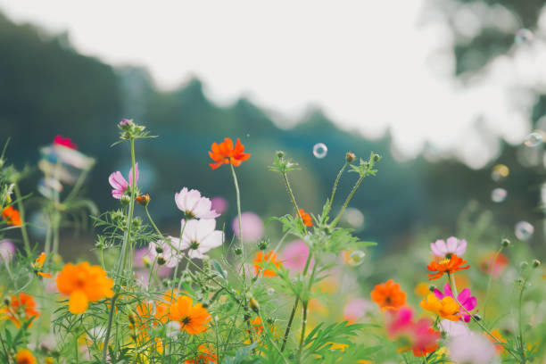 istock Beautiful cosmos at Chiba in Japan. 2168363013