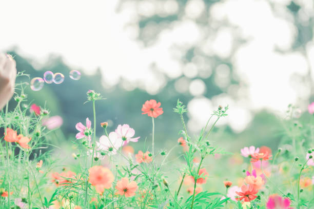 istock Beautiful cosmos at Chiba in Japan. 2168363042