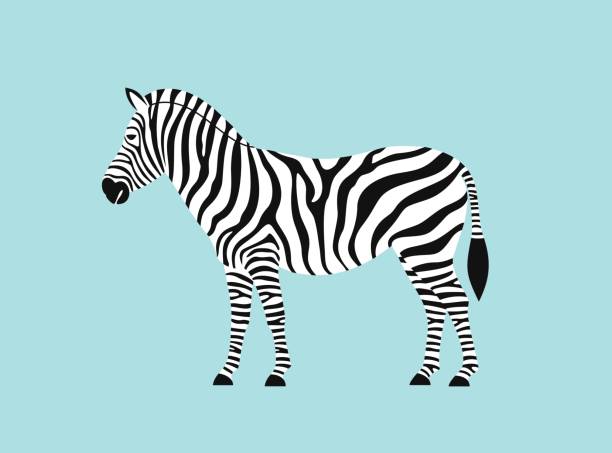 Zebra. Isolated zebra on white background Vector eps zebra stock illustrations
