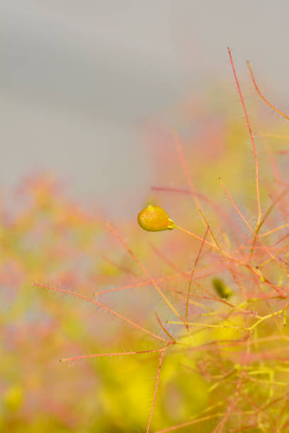 Smoke tree seed - Latin name - Cotinus coggygria Golden Spirit