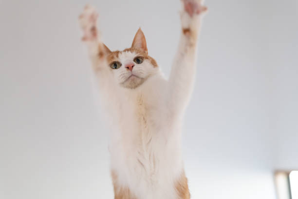 istock Cute cat playing with a toy 2168364468