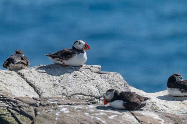 istock Puffins on the ground, Northumberland, England 2168365218