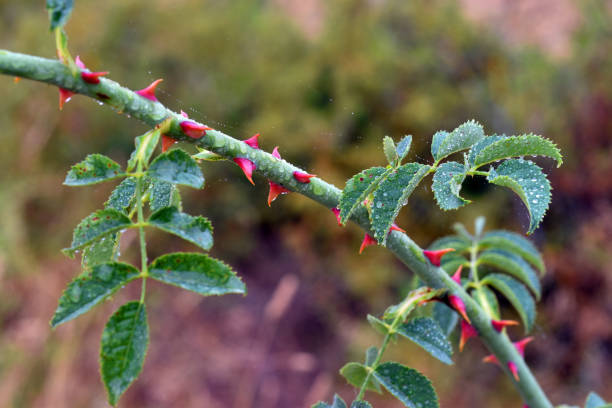 istock Raindrops on the branch of a wild rose (Rosa canina) 2168365440