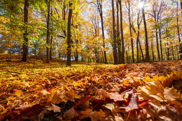 istock Golden maple forest and fallen leaves in autumn with sunlight. Fall foliage color. 2168367935