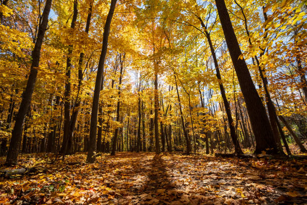 istock Golden maple forest and fallen leaves in autumn with sunlight. Fall foliage color. 2168367951