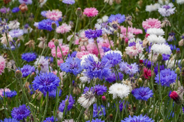 istock British Wildflower Meadow Confetti Plants Colourful Wallpaper Background Image 2168368533