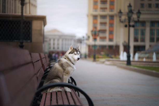 A Siberian Husky sits alone on a park bench, with a cityscape in the background. The scene captures a moment of solitude and reflection in the urban setting.