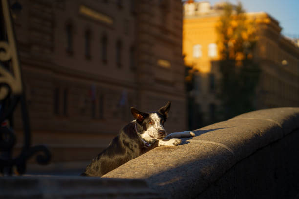 border collie rests on a stone ledge in the city, with early morning light casting soft shadows. The scene highlights the dog calm and relaxed demeanor.