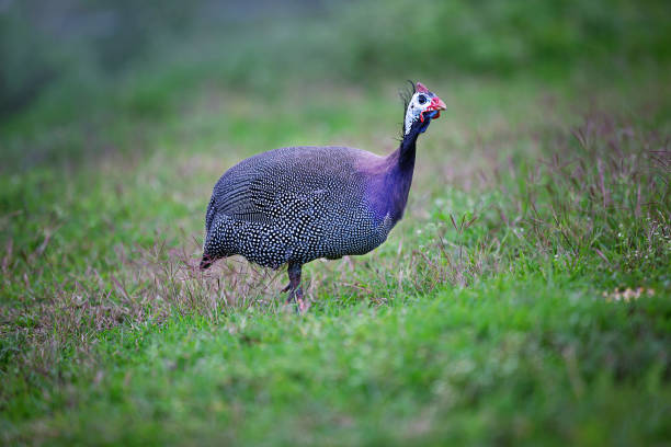 istock Guinea fowls walking green field 2168369575