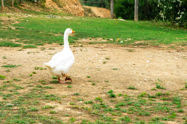 istock White goose walking in the countryside. 2168369587