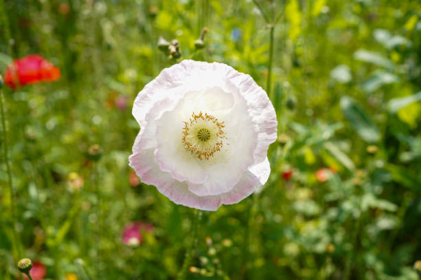 Delicate red and white poppies blooming in a garden, bathed in warm sunlight with dreamy bokeh and soft focus. A peaceful spring or summer floral scene.