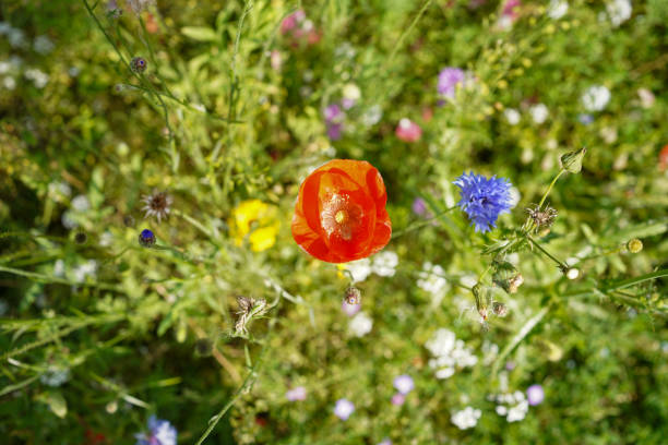 British Wildflower Meadow Over Head Single Poppy Bloom bright reds and greens