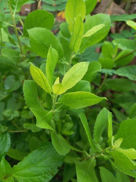 istock zoom wild green plants in the yard 2168369718