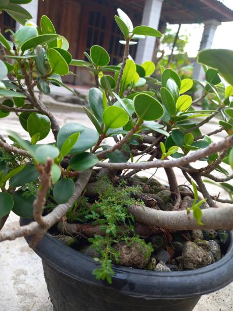 istock mini bonsai banyan plant in a pot 2168370020