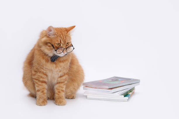 Cat wearing glasses next to a stack of books. Educational theme with a cat, studying, and books. Student, university, education, learning, knowledge, academic focus. Cat engaged with study materials.