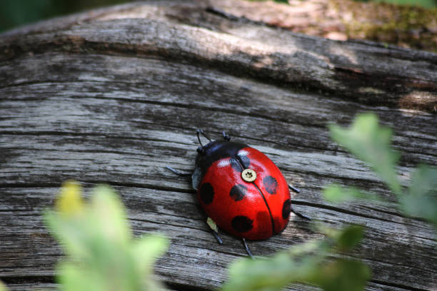 istock A lady bug made in wood 2168370715