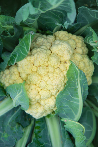 istock Cauliflower harvest in the garden. Selective focus. 2168374147