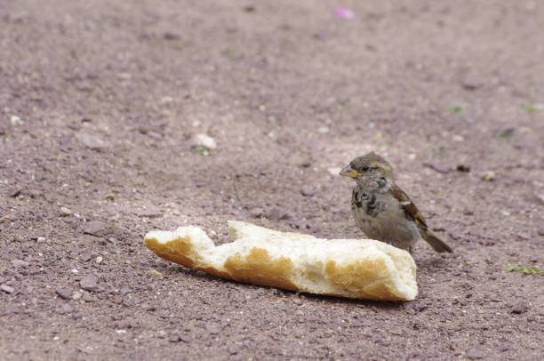 sparrow eating bread