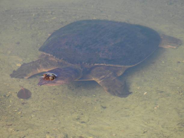 istock Florida Softshell Turtle (Apalone ferox) - lying at the bottom of a lake 2168375611