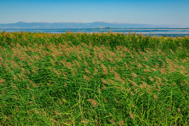 Field with Reed in nature reserve Konya-Beyşehir, Turkey stock photo