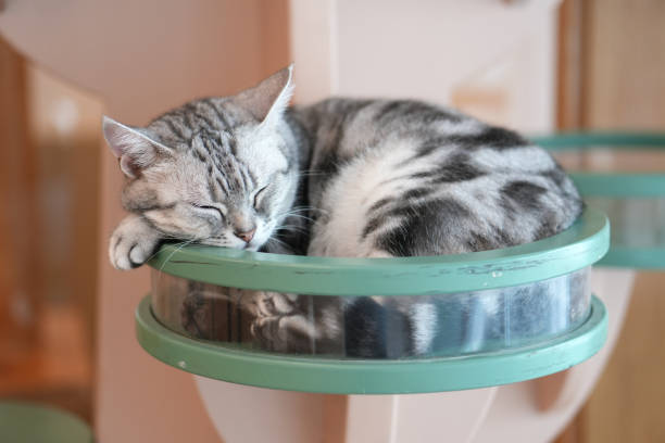 Animals/Wildlife Interiors