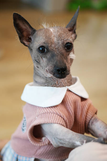 istock Face Chinese Crested Dog Standing And Looking At Camera. 2168384309