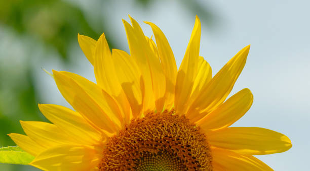 istock WIld Sunflower-Howard County, Indiana 2168385768