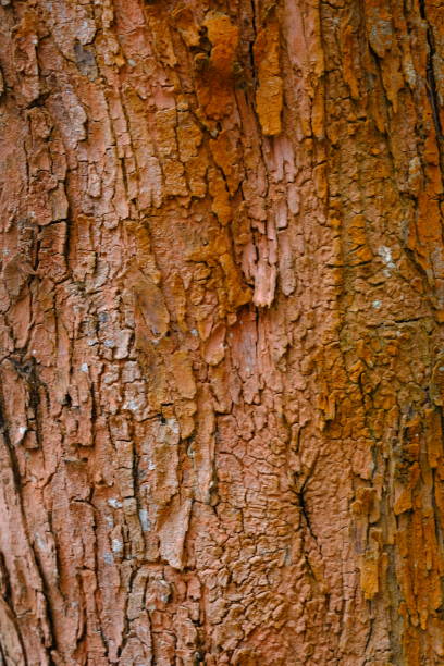 rough surface detail of a large tree trunk