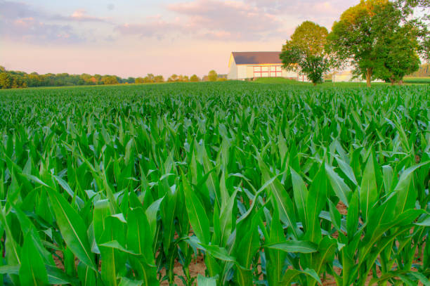 istock Corn field with barn in background at sunset-Hamilton County, Indiana 2168385854