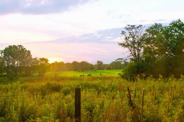 istock Country Sunrise with cattle grazing-Hamilton County, Indiana 2168385868