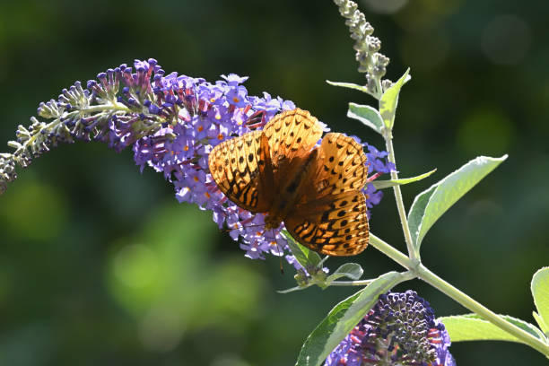 Backlit great spangled fritillary upside down on butterfly bush in a Connecticut flower garden, summer