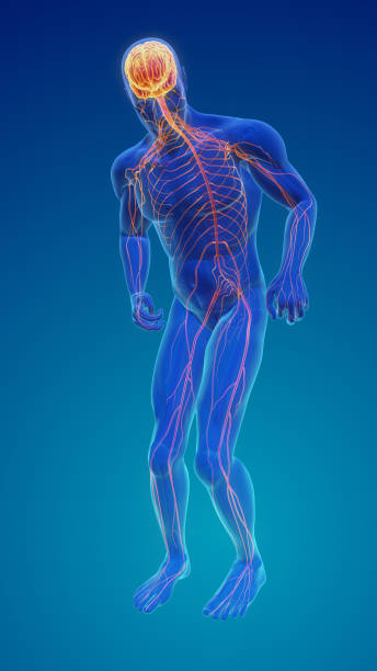 istock Nervous System Degeneration with Motor Symptoms or Parkinson's disease 2168388182