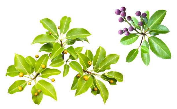 Cutout image of green leaf (white background) I cut out the beautiful green leaves and removed the background. indian hawthorn stock pictures, royalty-free photos & images