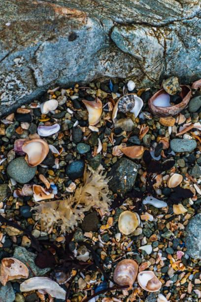 istock Shells on the beach when the sea has withdrawn, Brittany, france 2168388849