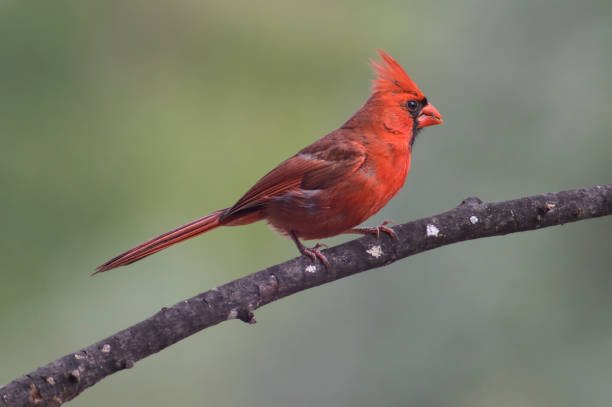 istock Wildlife animal bird 2168389931