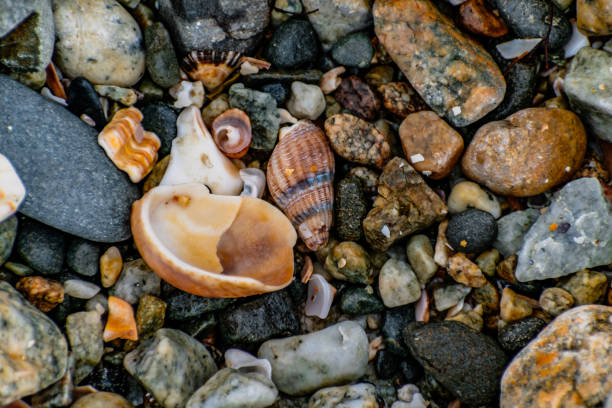 Shells on the beach when the sea has withdrawn, Brittany, france